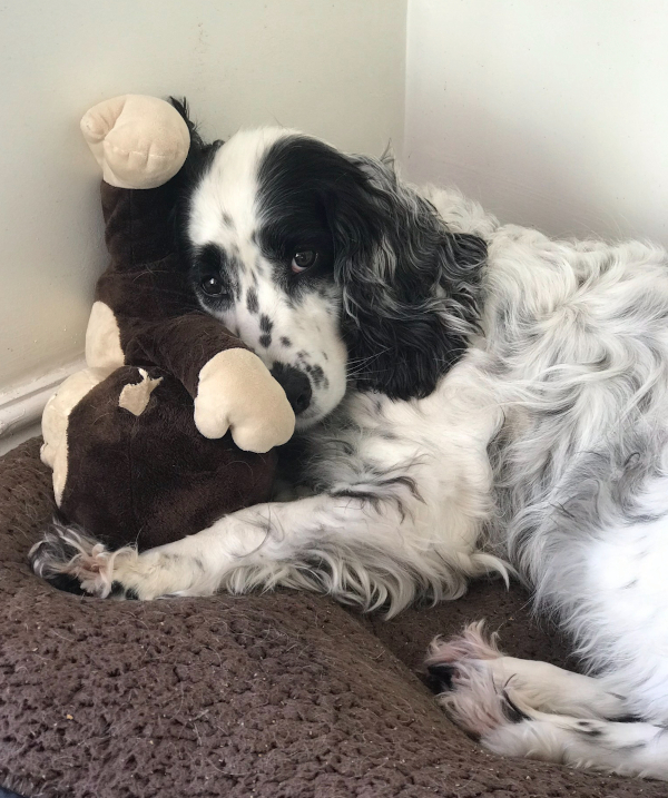 Kate's dog Breeze with a cuddly toy