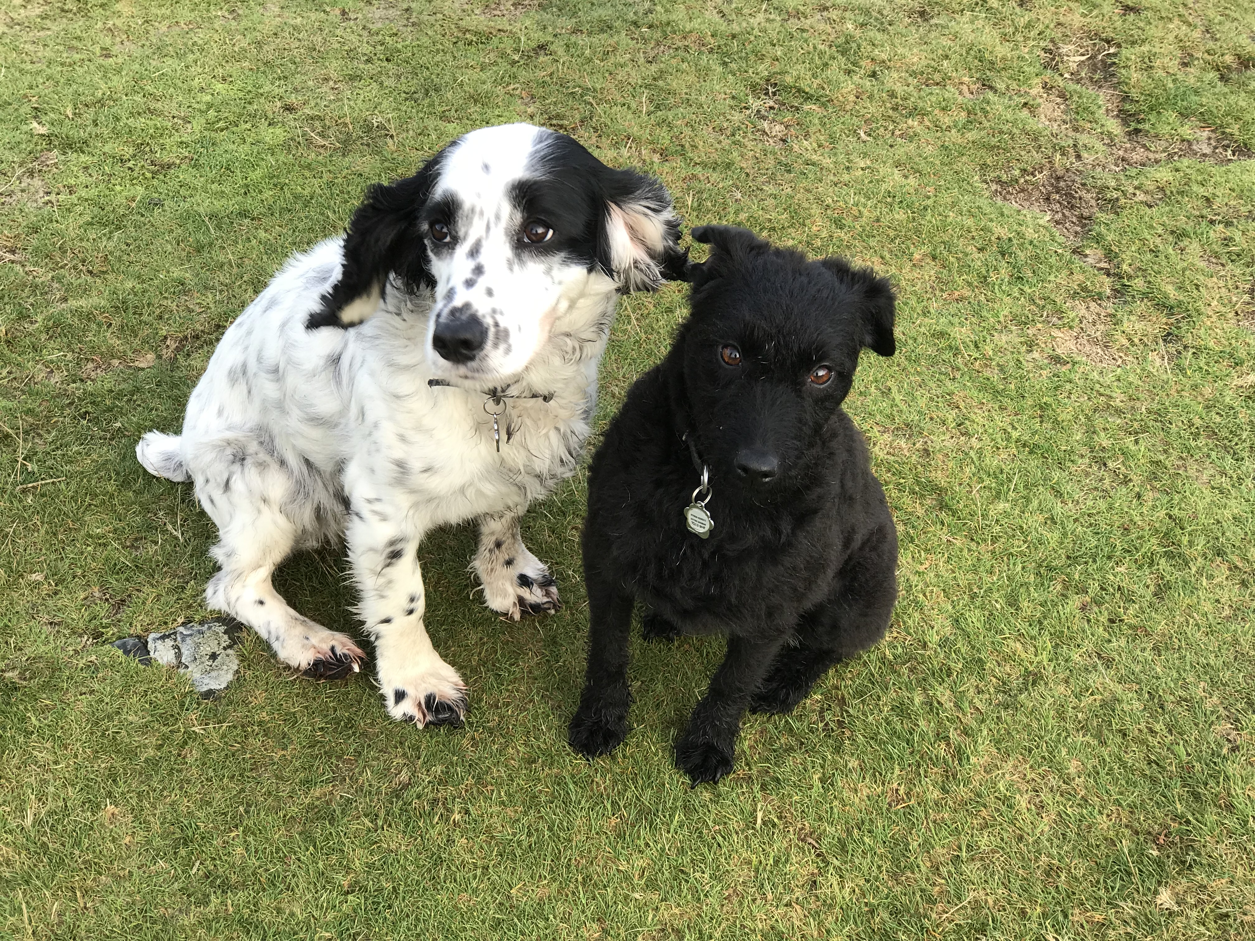 Image of Kate's Dogs sitting together on grass lawn looking up at camera
